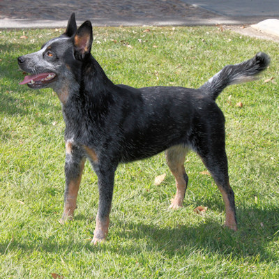Normal Blue Heeler dark blue coat