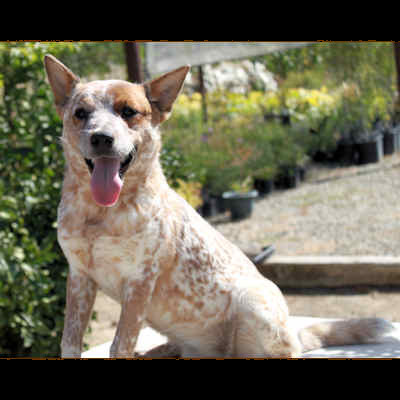Normal Australian Cattle Dog red coat