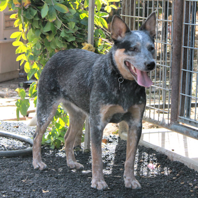 AKC American Cattle Dog mixed coat
