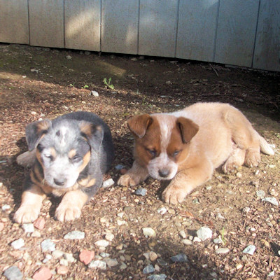 Past litter of puppies