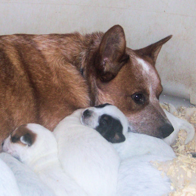 Baily the good mother