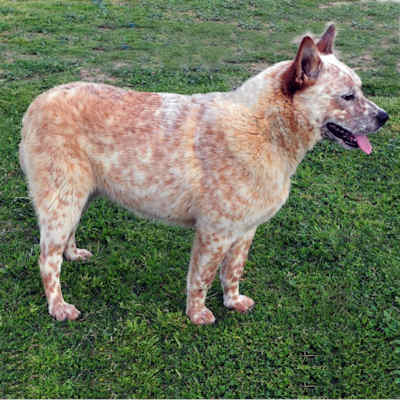 Full Framed Queensland Heeler male red coat